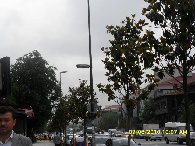 yol ağaçlandırması